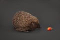 Hedgehog and strawberry