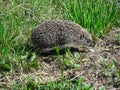 Hedgehog, green grass, ear, eye, black nose