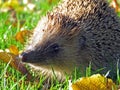 Hedgehog in the sun