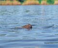 Hedgehog sweaming at the pond Royalty Free Stock Photo