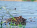 Hedgehog sweaming at the pond Royalty Free Stock Photo