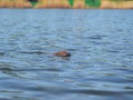 Hedgehog sweaming at the pond Royalty Free Stock Photo