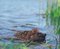 Hedgehog sweaming at the pond Royalty Free Stock Photo