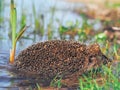 Hedgehog traveling at the green grass Royalty Free Stock Photo