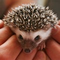 Hedgehog (two weeks)