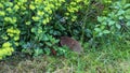 A hedgehog walking through the garden into the bush