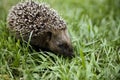 Hedgehog walking on grass