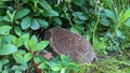 A hedgehog walking through the undergrowth to the hedge