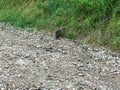 Hedgehog walks across a road