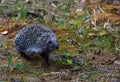 Hedgehog walks in autumn forest