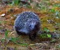 Hedgehog walks in autumn forest