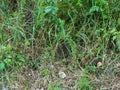 Hedgehog walks in the grass