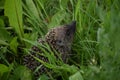 Hedgehog in the grass in the forest Royalty Free Stock Photo