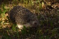 Hedgehog walks in grass in the forest