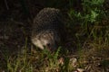 Hedgehog walks in grass in the garden