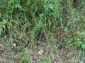 Hedgehog walks in the grass