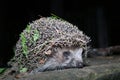 The hedgehog walks at night Royalty Free Stock Photo