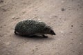 Hedgehog walks by the road