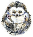 Hedgehog Watercolor illustration forest wildlife. Woodland animal.