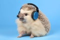 Hedgehog Wearing Headphones on Blue Background, Generative AI