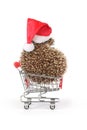 Hedgehog wearing Santa Claus hat is doing Christmas shopping Royalty Free Stock Photo