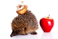 Hedgehog on white background animal mammal Royalty Free Stock Photo