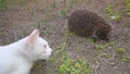 Hedgehog. white cat looking at hedgehog in the garden in summer. European hedgehog. hedgehog is looking forward animals in the cit
