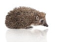 Hedgehog on white