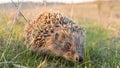 Hedgehog, wild animal close up. Wildlife Concept