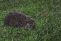Hedgehog, wild animal with cute nose close up. Native European adult little hedgehog in green grass