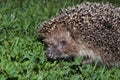 Hedgehog, wild animal with cute nose close up. Native European adult little hedgehog in green grass