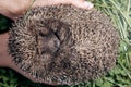 Hedgehog, wild animal. European Hedgehog on Vibrant Green Grass /Hedgehog