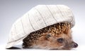 Hedgehog wild animal studio quality