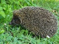 Hedgehog wild animalin green grass with cute nose, nature concept