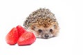 Hedgehog wild animal studio quality