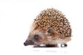 Hedgehog wild animal studio quality