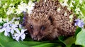 Hedgehog with wild flowers