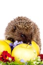 Hedgehog, wild flowers and apples