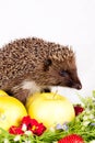 Hedgehog, wild flowers and apples