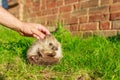 Hedgehog, wild, native, European hedgehog on green moss with blurred green background.