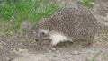 Hedgehog, wild, native, hedgehog on grass in the garden in summer European hedgehog hedgehog is looking forward. blue eyes, anim