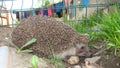 Hedgehog, wild, native, hedgehog on grass in the garden in summer European hedgehog hedgehog is looking forward. blue eyes, anim