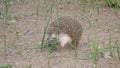 Hedgehog, wild, native, hedgehog on grass in the garden in summer European hedgehog hedgehog is looking forward. blue eyes, anim