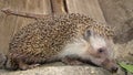 Hedgehog, wild, native, hedgehog near the door in the garden. European hedgehog hedgehog is looking forward. blue eyes, animals,