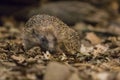 Hedgehog in the woods at night