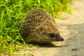 Hedgehog. Young hedgehog in natural.