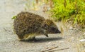 Hedgehog. Young hedgehog in natural