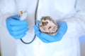 Hedgehogs and a pet doctor.hedgehog health.prickly pets in the hands of a veterinarian in medical gloves.African pygmy