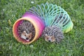 2 hedgehogs are playing with the slinky on the lawn