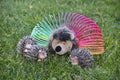 4 hedgehogs are playing with the slinky on the lawn
